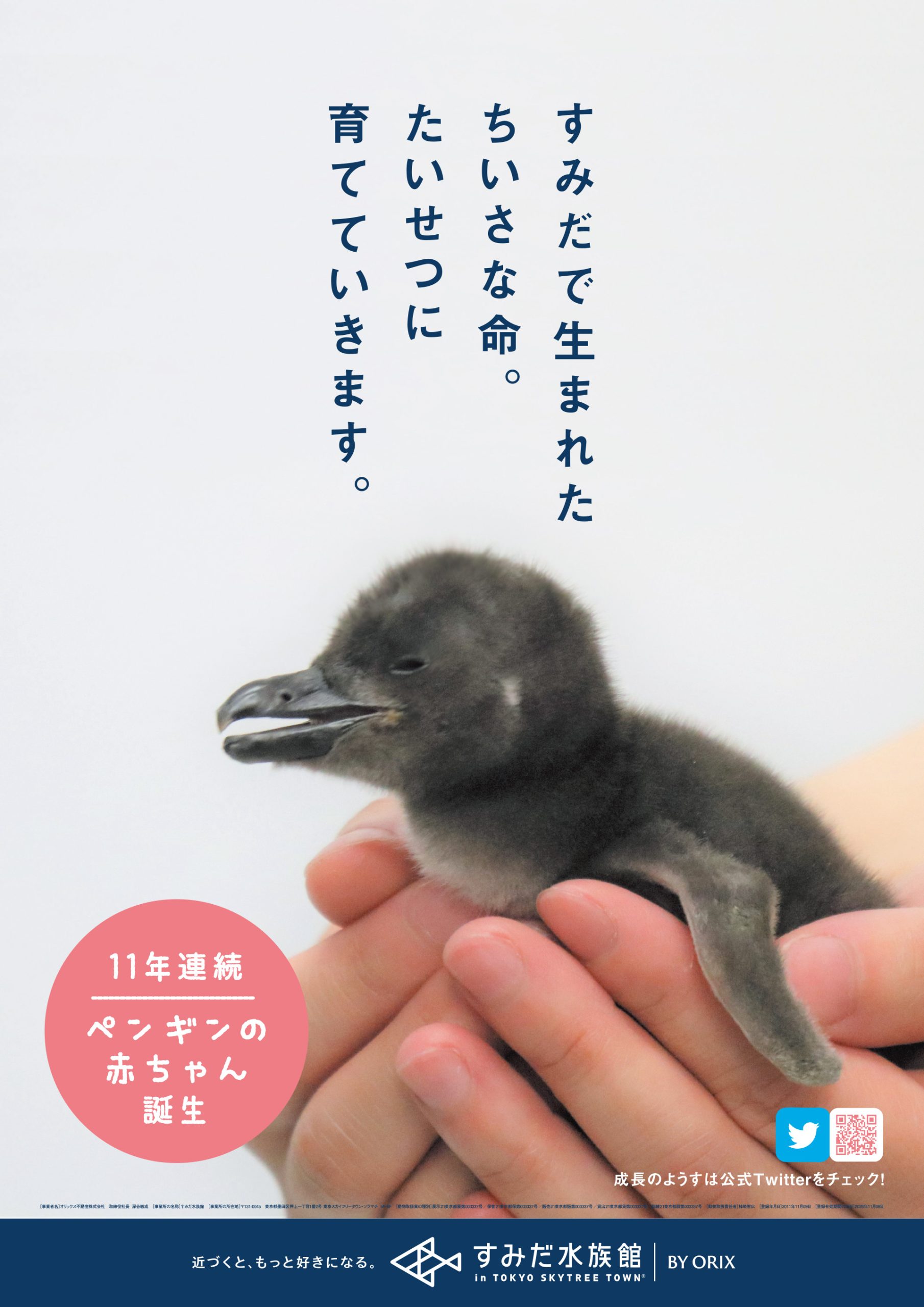 すみだ水族館 ペンギンの赤ちゃん誕生キャンペーンポスター
