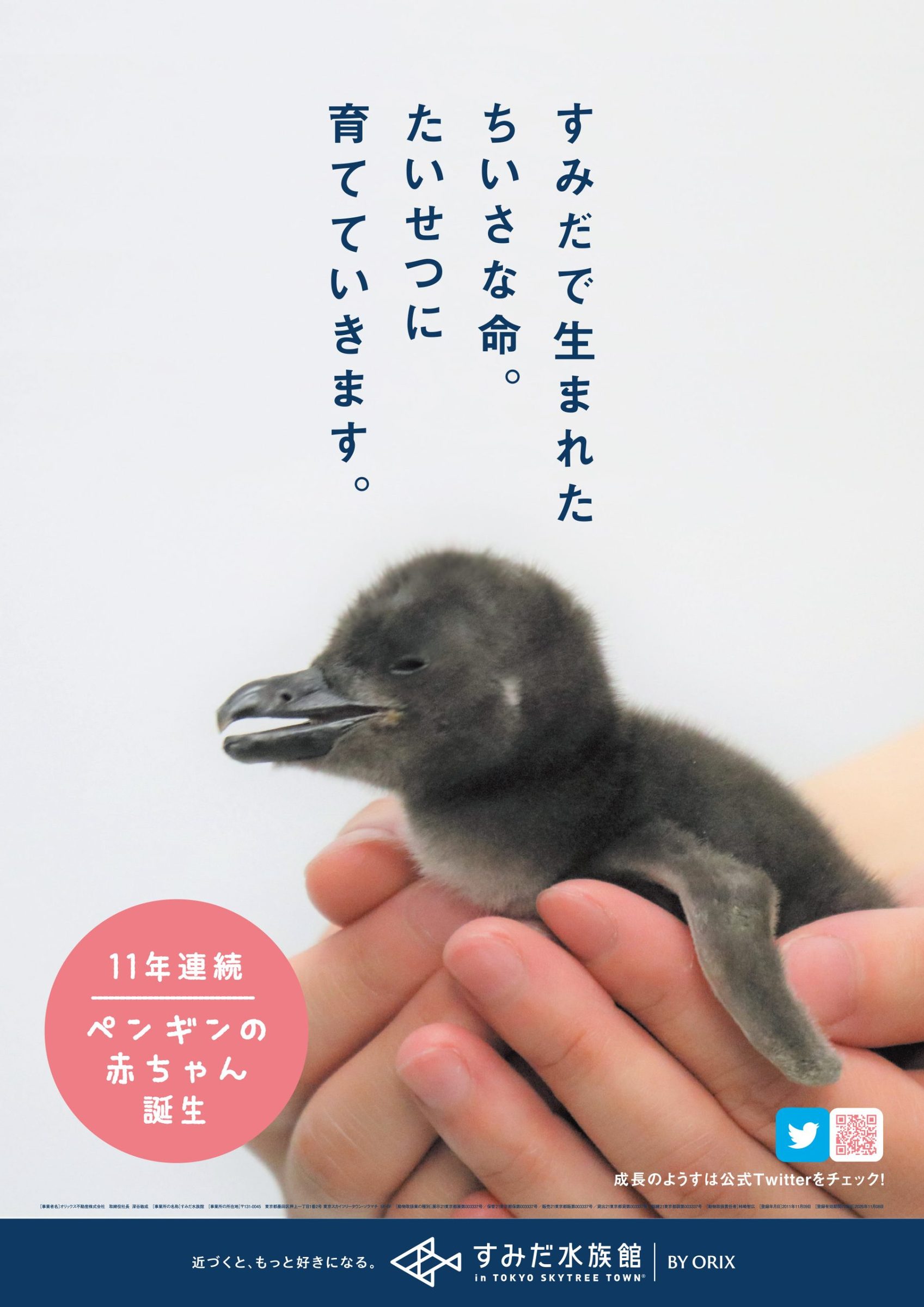 すみだ水族館 ペンギンの赤ちゃん誕生キャンペーン