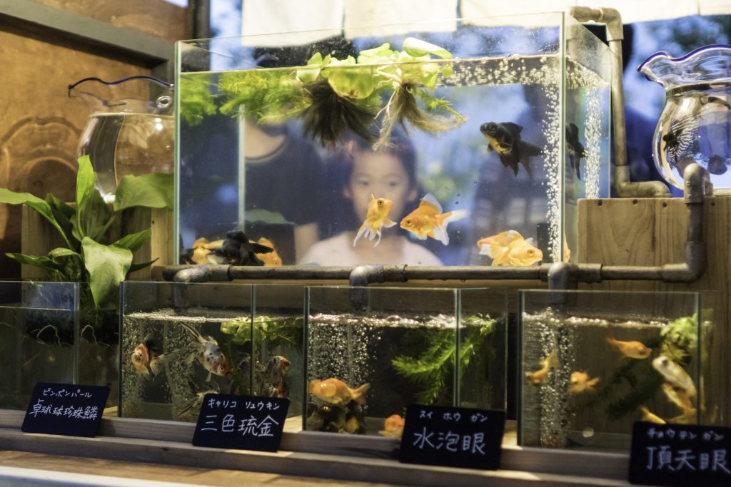 すみだ水族館「東京金魚」プロジェクト